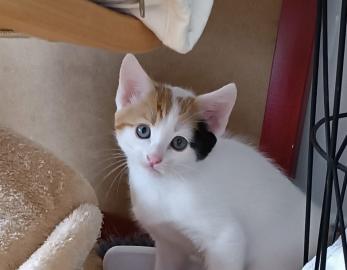 Arya