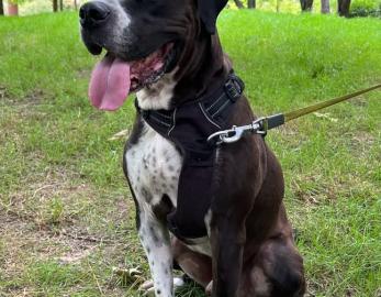 Oddy