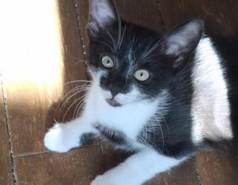 Biscuit