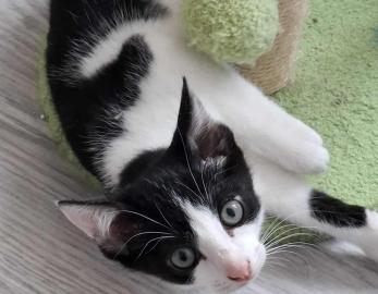 Figaro 