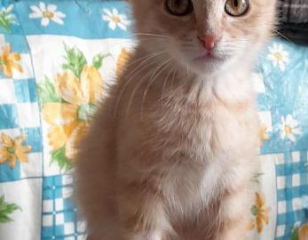 Hector