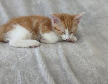 HERCULE