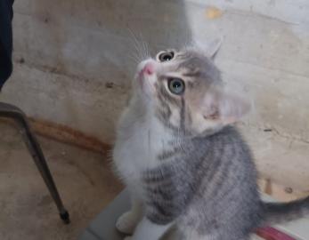 MIRABELLE