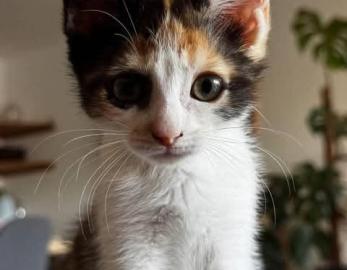 BONNIE