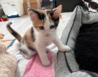 KITTY