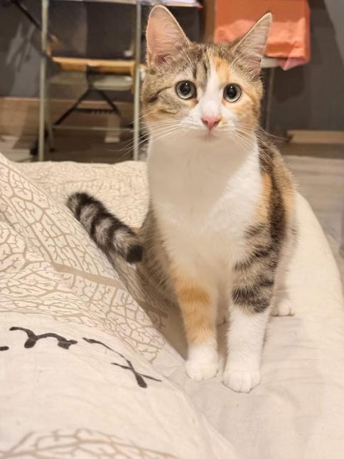 Jasmine 