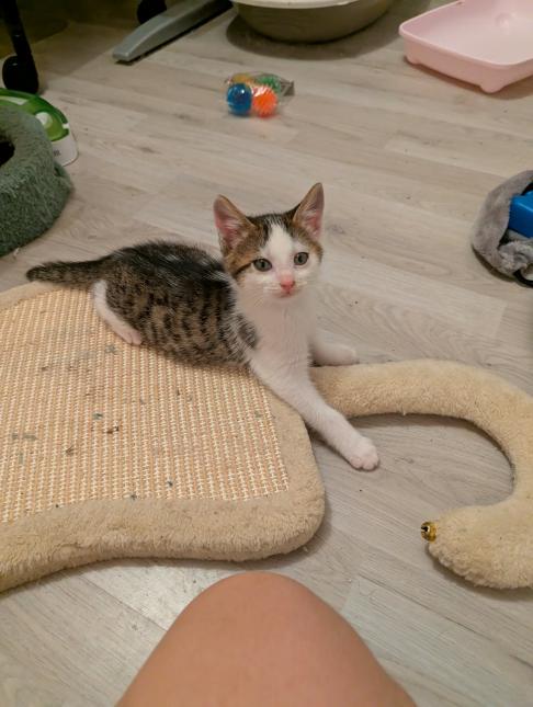 BULLE