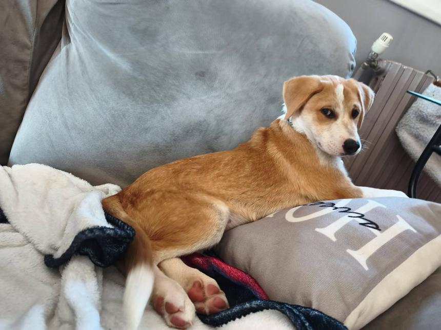 BISCUIT