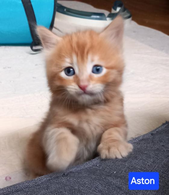 ASTON
