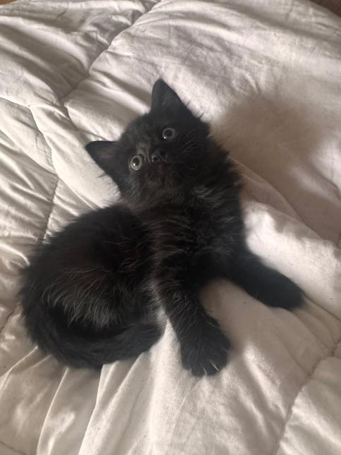 BAGHEERA