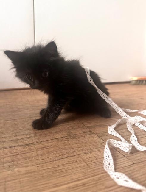 BAGHEERA