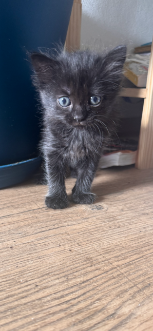 BAGHEERA