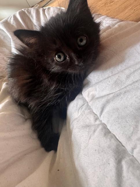 BAGHEERA