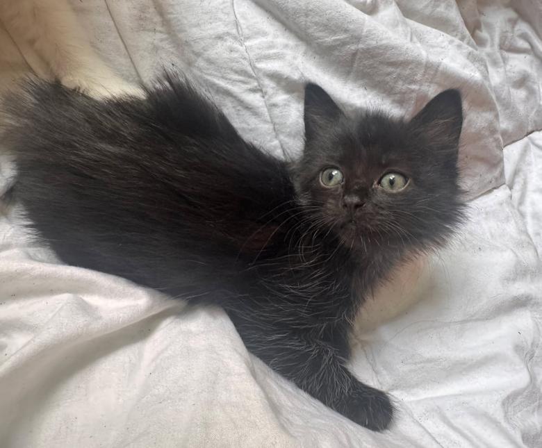 BAGHEERA