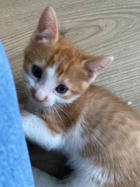 Milo