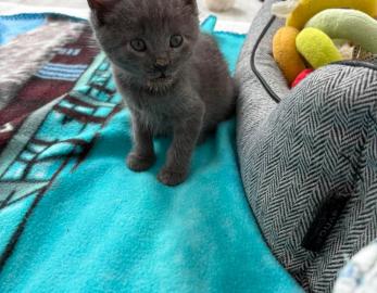 SID