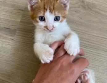 Milo